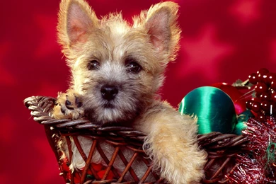 Free Wallpapers Downloads, Cool Wallpaper, Christmas Puppy ...