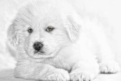 Puppy Wallpapers For Free   Android Apps On Google Play