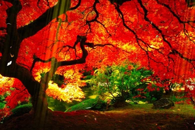Beautiful Nature Red Tree Wallpapers