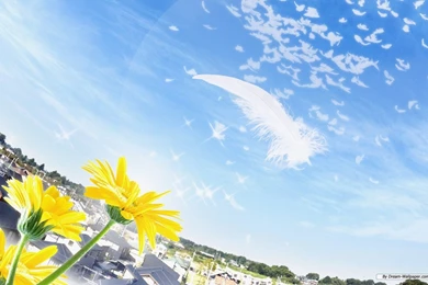 Wonderful Wallpapers