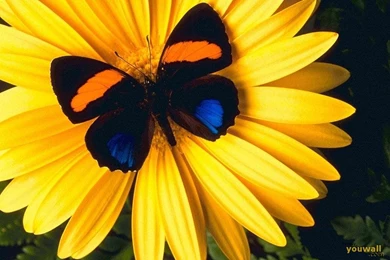 YouWall   Wonderful Nature Wallpapers   Wallpaper,wallpapers,free ...