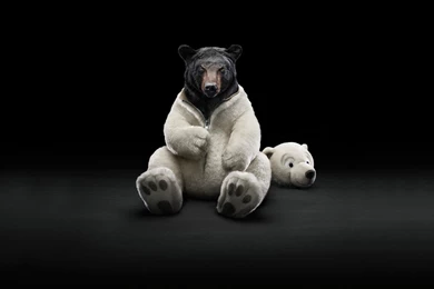 Animals Being Weird Wallpapers HD