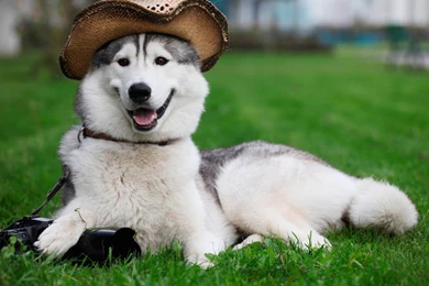 Funny Aika On The Grass Natural Animal Wallpapers 1920x1440 ...