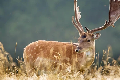 Cute Deer Natural Animal Wallpapers 2560x1600 Wallpapers Download ...