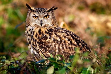 Owl Natural Animal Wallpapers 1680x1050 Wallpapers Download ...