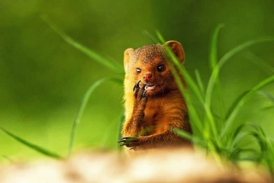 Funny Natural Animal Wallpapers Picture