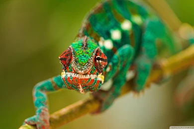 Category: Animal Gallery Wallpapers ›› Page 0