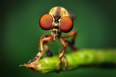 Category: Animal Gallery Wallpapers Page 2 Of 5 ›› Page 2