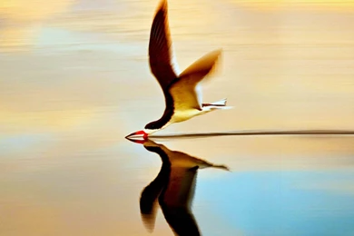 The Birds On The Water Natural Animal Photography Wallpapers ...