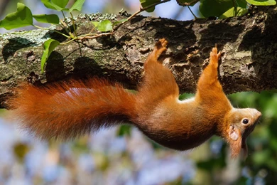 Red Squirrel Climbing Tree Bough Looking For Food