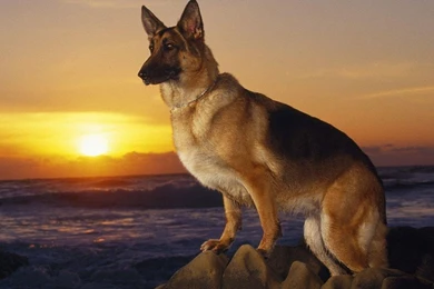 Animal Wallpapers, Hd Animal Images, Animals, Habitats, Natural ...