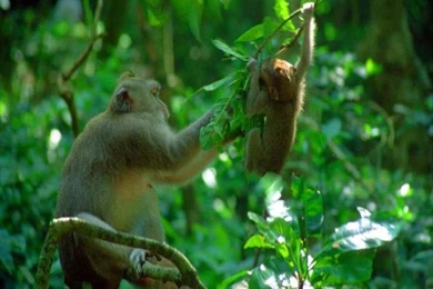 Jungle Animal ,Natural Beauty Animal, Animal Wallpapers HD ...