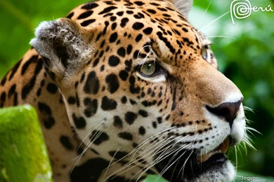 Jaguar The Big Cat Natural Animal Wallpapers 1600x1200 Wallpapers ...