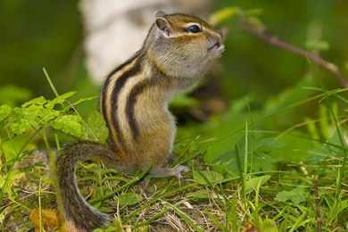 Make Your Right Connection Today.......": Beautyful Animal Birds ...