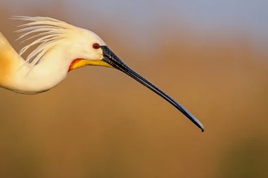Crane, Macro, Animal Photo, Picture, Background, Beak, Natural