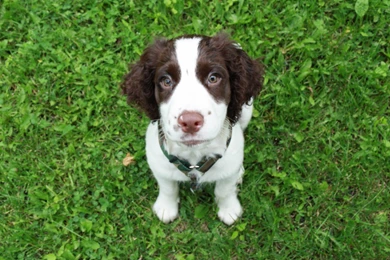 Animal Wallpapers, Free Animal Photos, Natural Life, Wild Life ...