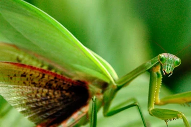 Category: Animal Gallery Wallpapers ›› Page 0