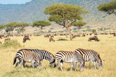 Free Shipping Africa Plains Zebra Animal Wallpapers 3D Natural ...