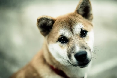 Animal Wallpapers, Free Animal Photos, Animals, Natural Life ...