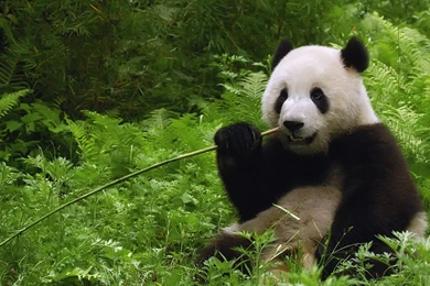 Pictures Of Nature And Animals Wallpapers High Definition