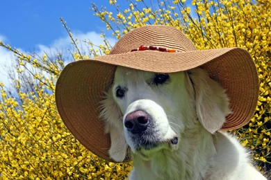 Animal Wallpapers, Hd Animal Images, Free Animal Photos, Best ...