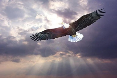 Eagles Wallpapers For Desktop