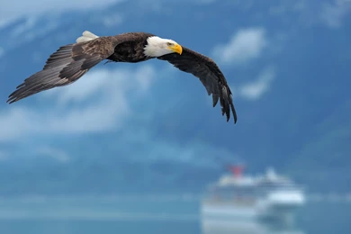 New Eagle Wallpapers Free