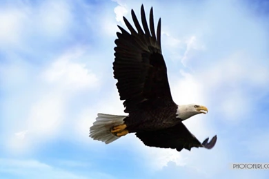 A Perfect Landing Bald Eagle Wallpapers