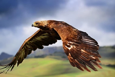 Eagle Wallpapers