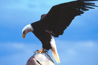 Eagle Wallpapers Hd Free Download