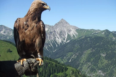 Golden Eagle Wallpapers