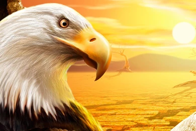 Eagle Ipad Wallpapers Download Free Ipad Wallpapers & Backgrounds ...