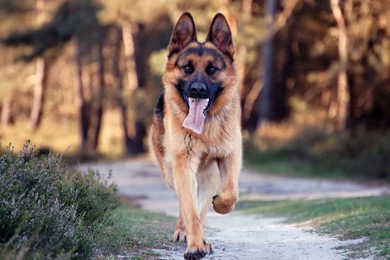 HD Free Dog Wallpapers   HD Great Images