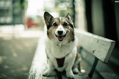 YouWall   Happy Dog Wallpapers   Wallpaper,wallpapers,free ...