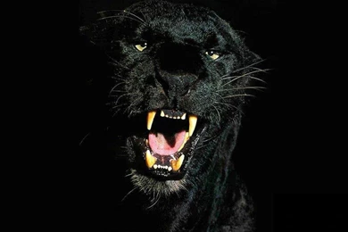 Wallpapers Predators 117319 Wallpapers