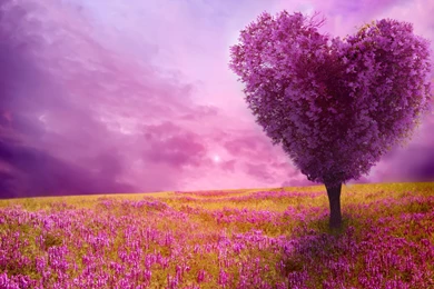 Spring Nature Backgrounds