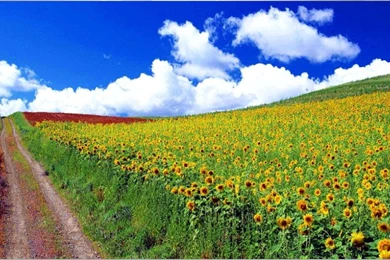 Beautiful HD Nature Backgrounds   Android Apps On Google Play