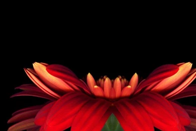 Download LG G5's Full Resolution Wallpapers Here ...