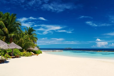 Tropical Beach Palm Trees 4K Desktop Wallpapers