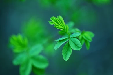 Free Wallpaper Backgrounds, Green Spring Leaves, The Best Time Of ...