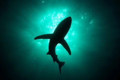 Shark Wallpapers   Deep Ocean Shark Wallpapers Gallery