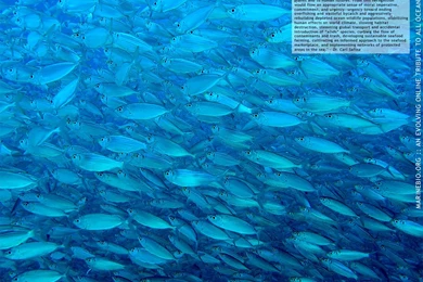 Deep Sea Wallpapers HD