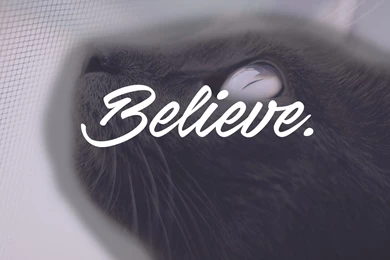 Cat, Animals, I Want To Believe, Dark, Writing Wallpapers HD ...