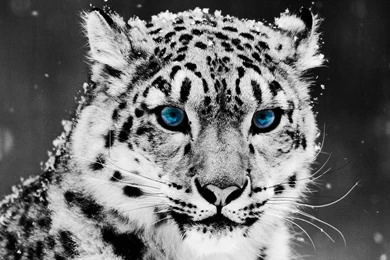 Snow Leopard HQ Wallpapers 4708 Hd Wallpapers
