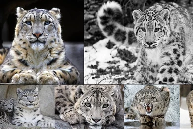 Snow Leopard Wallpapers   Wallpapers Cave