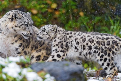 Snow Leopard Baby Motherhood Winter Snow Wallpapers
