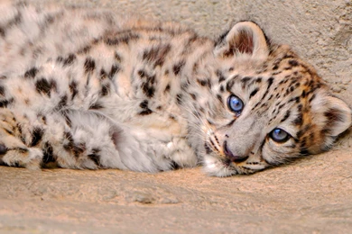 Download Wallpapers 3840x2160 Snow Leopard, Cub, Lie, Look, Sadness ...