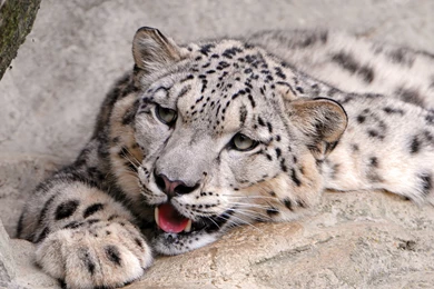 Download Wallpapers 3840x2160 Snow Leopard, Lying, Teeth, Predator ...