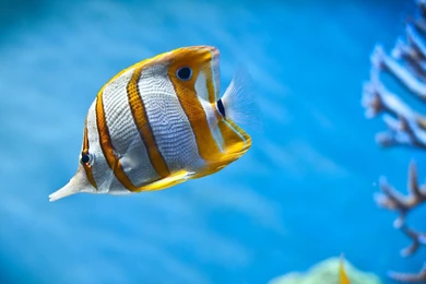 Animated Fish Wallpapers