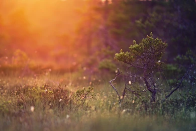 Wallpaper Backgrounds: Free High Definition Wallpapers For Mac And ...